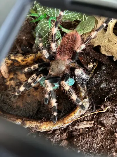 Brazilian Red and White-Vitalius Chromatus*CF*!, View more