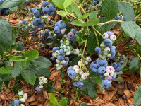 Blueberry farm 11.5 acres for sale in New Brunswick