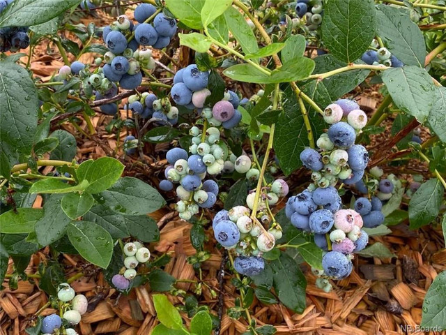 Blueberry farm 11.5 acres for sale in New Brunswick in Land for Sale in Calgary
