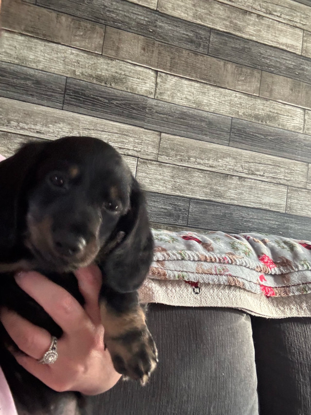 miniature dachshund puppy for sale in Dogs & Puppies for Rehoming in Edmonton - Image 2