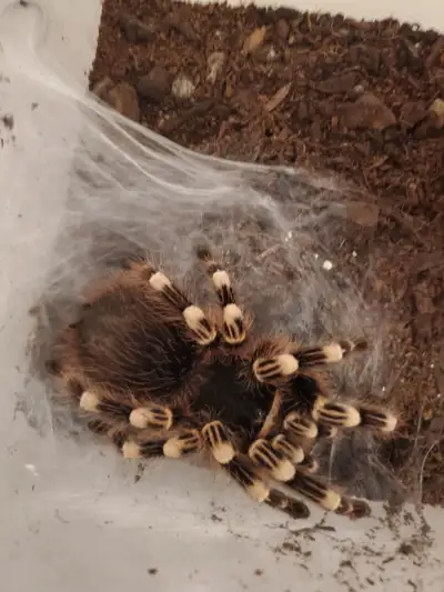 I have a mature female A geniculata 6.5 inches , It just moulted. Looking for mature male. I will sp...