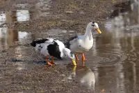 ISO Female Ducks