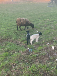 Dorper Sheep:  Young Ewe and 2 baby lambs 