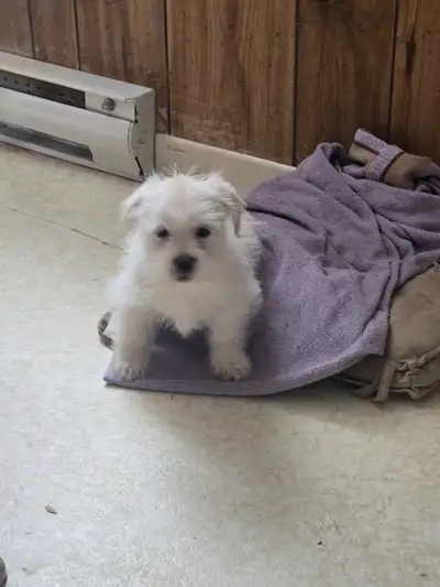 Adorable puppy, View more