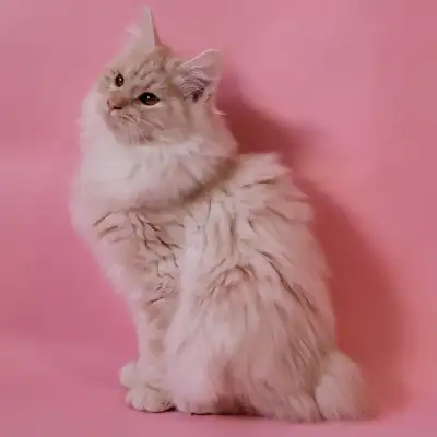 Kurilian bobtail enr TICA, View more