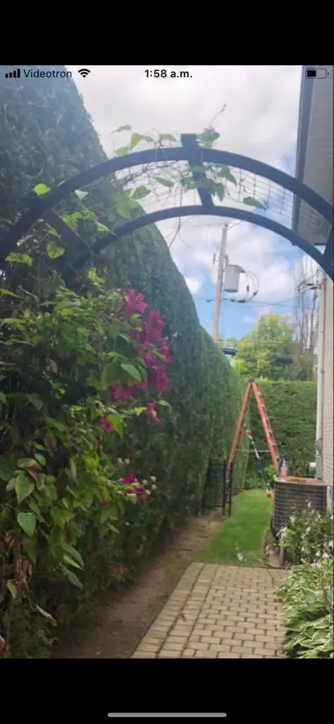 Hedge Trimming - Laval62863238263170122