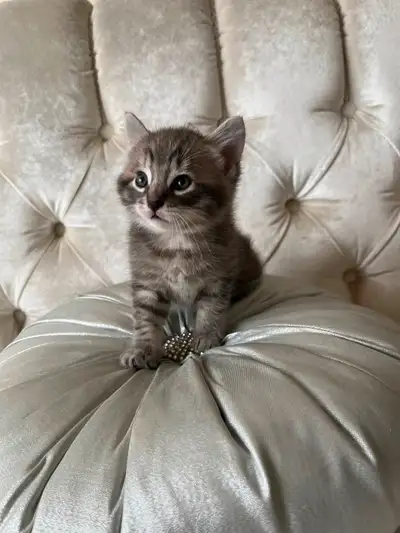 BINGO Chatons tigré, View more
