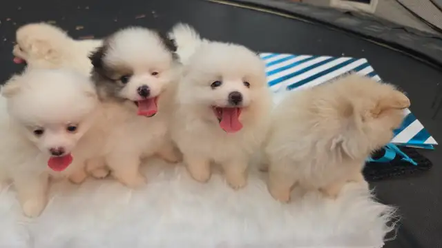 5 Beautiful purebred Pomeranian puppies in Dogs & Puppies for Rehoming in Penticton - Image 9