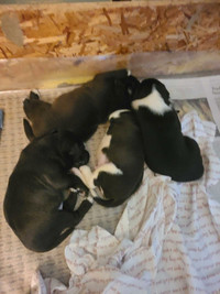 Puppies 1 male left
