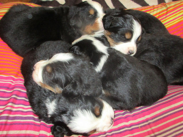 Bernese Mountain Puppies in Dogs & Puppies for Rehoming in Barrie - Image 2