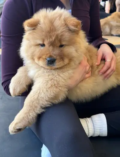 ❤️Purebred Chow Chow Puppies- 1 LEFT!, View more