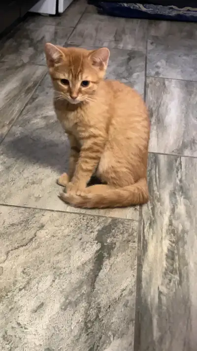 1 male ginger - sold 1 female ginger - sold 1 male black cat with white paws - sold 1 Light grey fem...