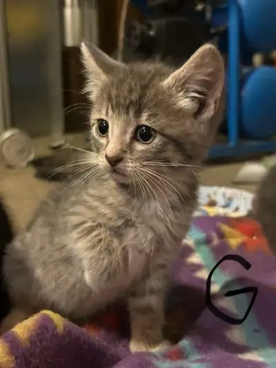 kittens for sale, View more