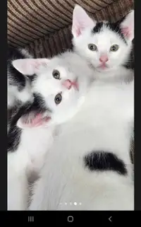 2 adorable kittens for sale!