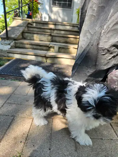 Pure breed shih tzu puppies available I have 1 female they are ready to go them new home The pups ha...