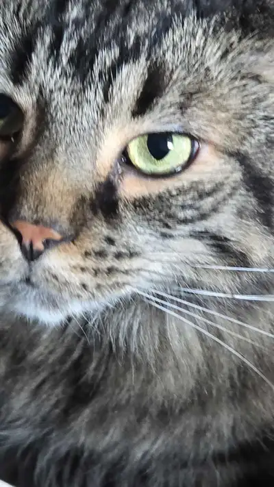 Goose 5 years old Maine Coon mix, View more