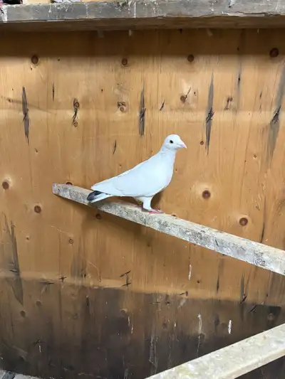 white male racing pigeon , View more