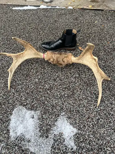Moose Antlers, View more