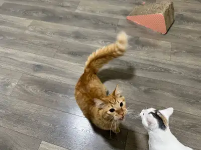 Loving Home Needed for 2 Cats (Bonded Pair) – Spayed/Neutered +, View more