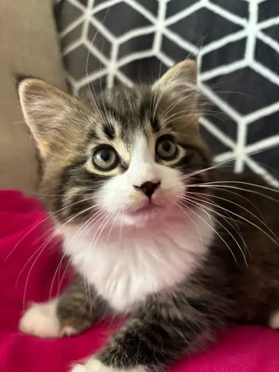 kittens looking for new home!, View more