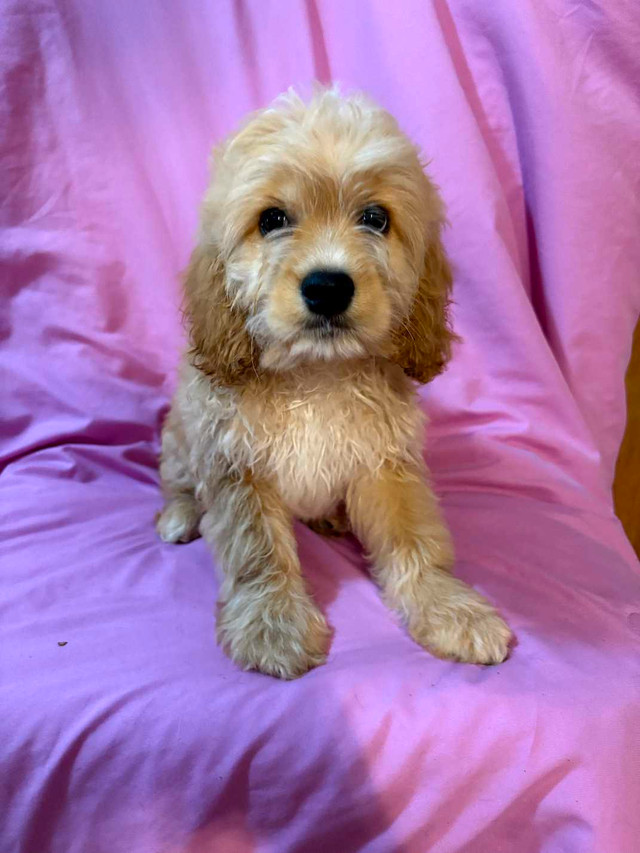 Mini Cockapoo dans Chiens et chiots à adopter  à Ville de Montréal - Image 4