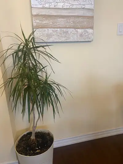 Textured Neutral Wall Art & Large Plant, View more