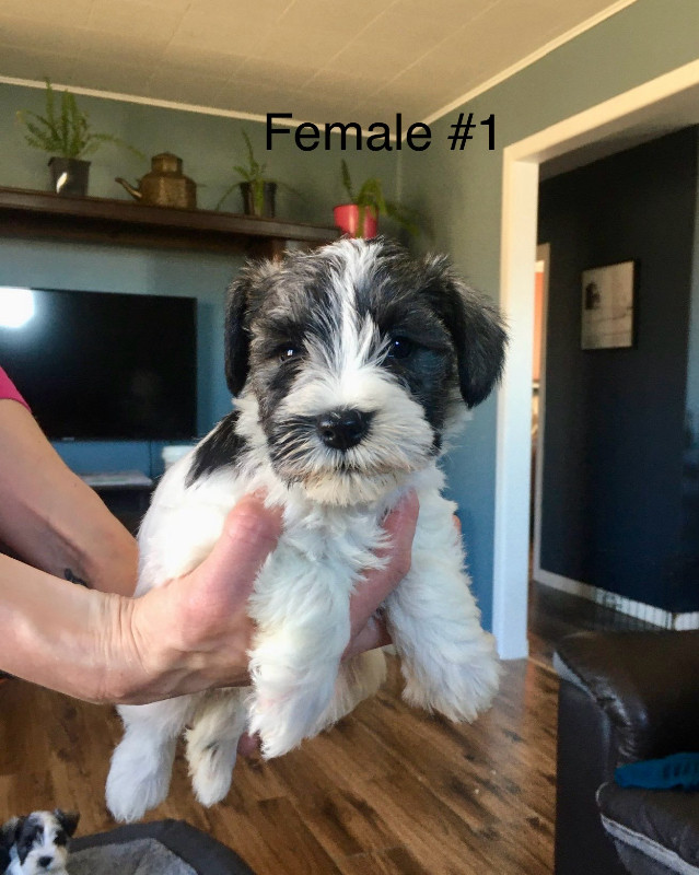 Pure Miniature Schnauzer Puppies in Dogs & Puppies for Rehoming in North Bay
