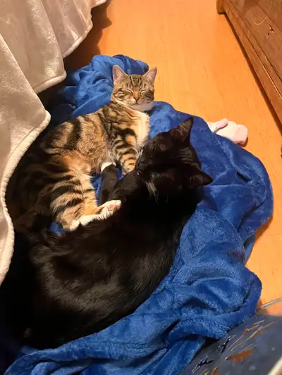2 adult cats (rehoming), View more