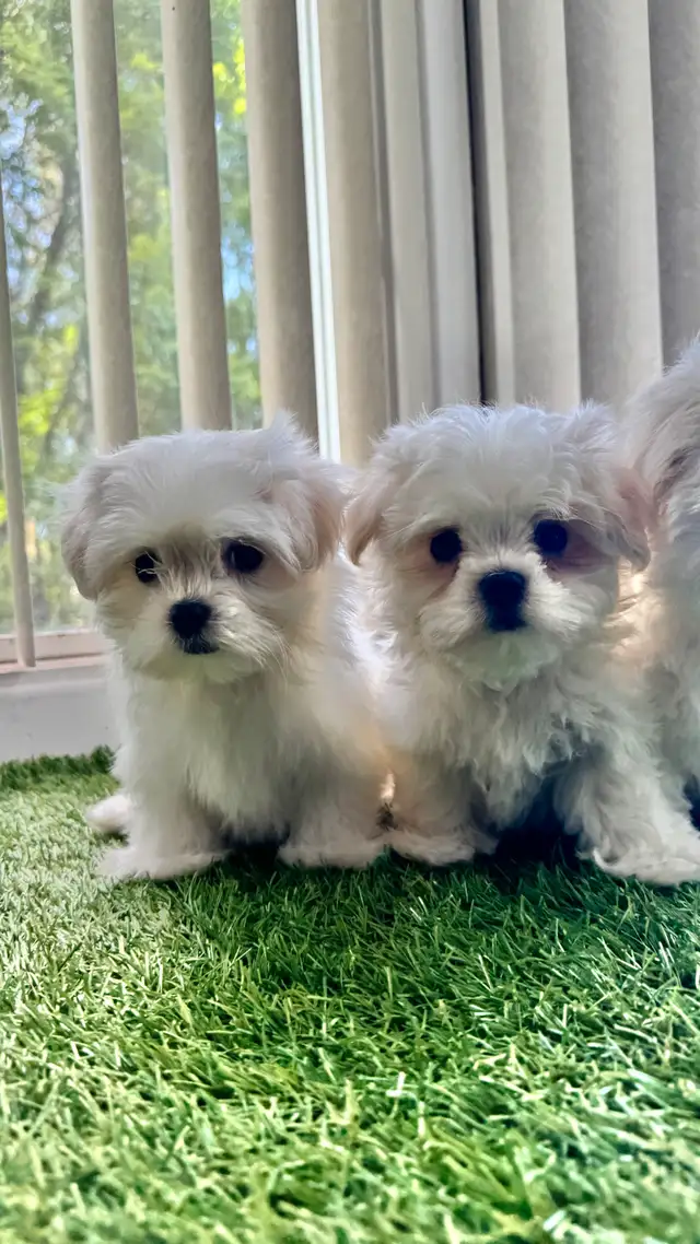 3 Chiots bichon maltais  , Maltese in Dogs & Puppies for Rehoming in Laval / North Shore - Image 5