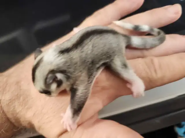 phalangers volants sugar glider  in Small Animals for Rehoming in Lanaudière - Image 9