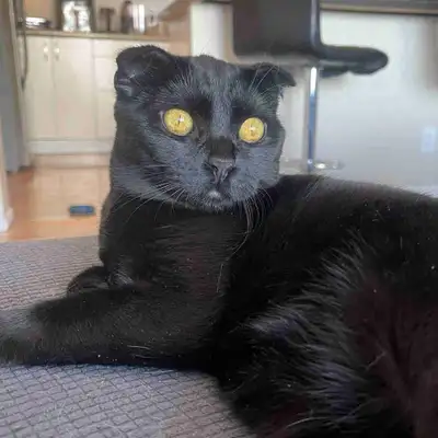 Beautiful Scottish Fold cat, View more