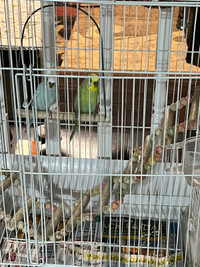 Two  Budgerigar Bird for sell 