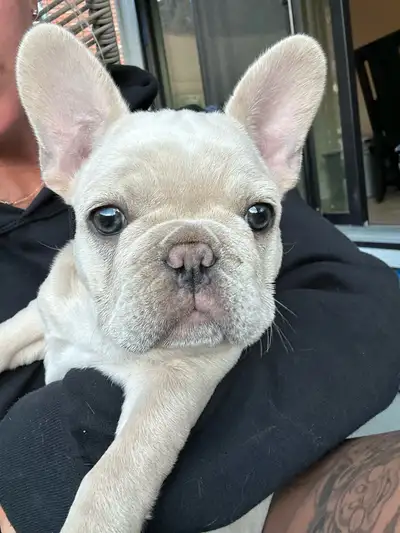 French bulldog Cream Male, View more