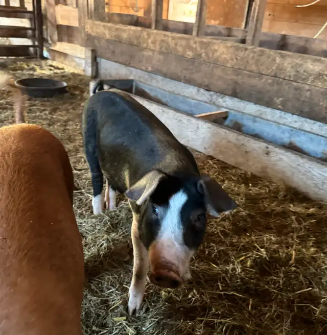Feeder Pigs 63860081165059122
