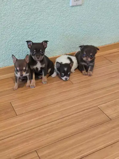 chihuahua puppies, View more