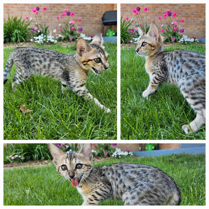 Savannah Kitten (similar to a Bengal) Cats & Kittens for Rehoming