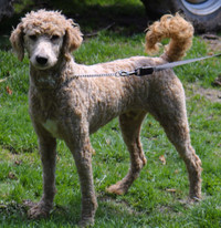 Small standard male poodle puppy
