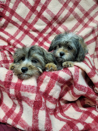 Shih Tzu - Yorkie Puppies