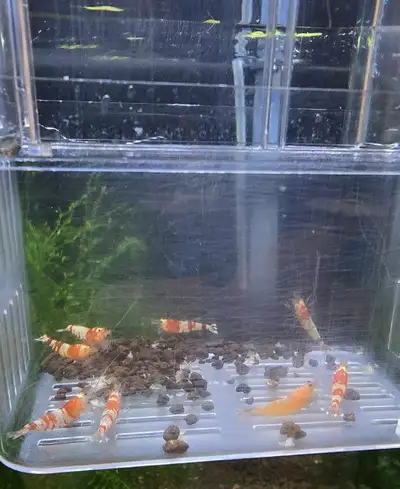 Hi I am selling these 8 shrimps for $20. There is 7 Crystal red shrimp and 1 red bolt.