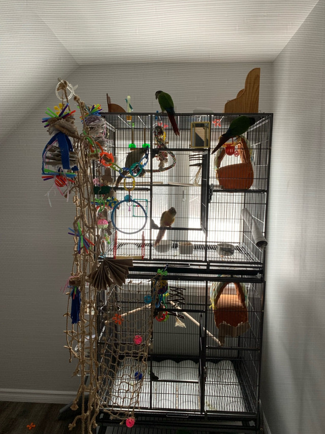 Green Cheek Conures in Birds for Rehoming in Muskoka - Image 3