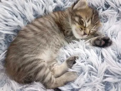 magnifique chaton mix siamois norvégien 2 mois, View more