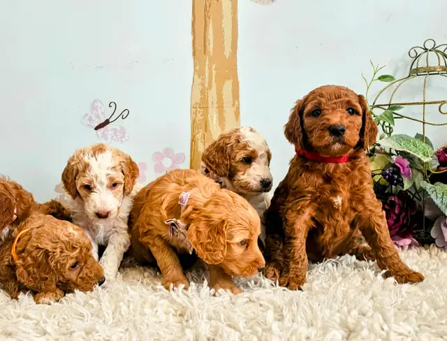 Gorgeous Goldendoodle Puppies! in Dogs & Puppies for Rehoming in Edmonton - Image 3