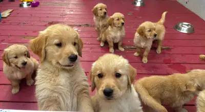 Purebred golden retriever pups, View more