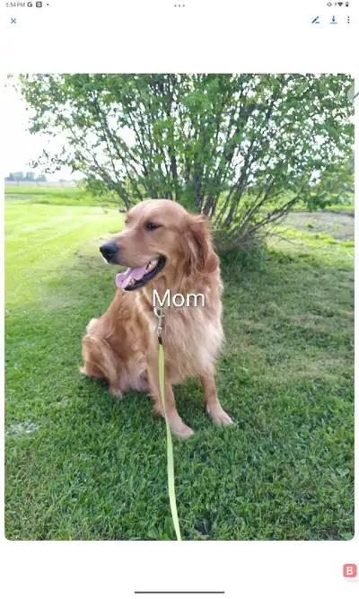 Golden Retriever Puppies - ONLY PINK  FEMALE PUPPY AVAILABLE., View more