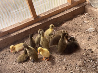 Indian runner ducklings and hatching eggs