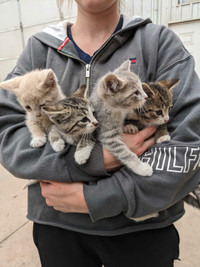 Barn Kittens