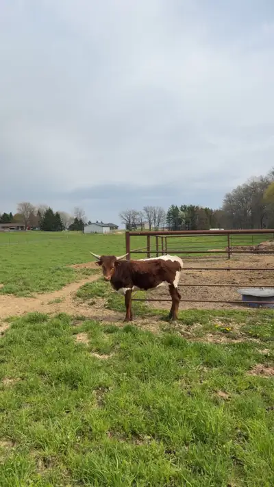 DOB- June 30th 2025 great solid young heifer starting to grow a lot of horn. registered with itla (...