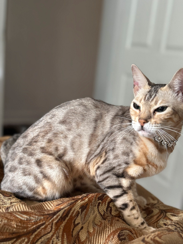 Belle chatte Bengal à vendre dans Chats et chatons à adopter  à Ville de Montréal - Image 4