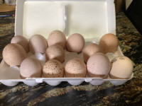 Turkey Hatching Eggs. PENDING PICKUP 