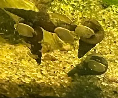 Malaysian Trumpet Snails, View more